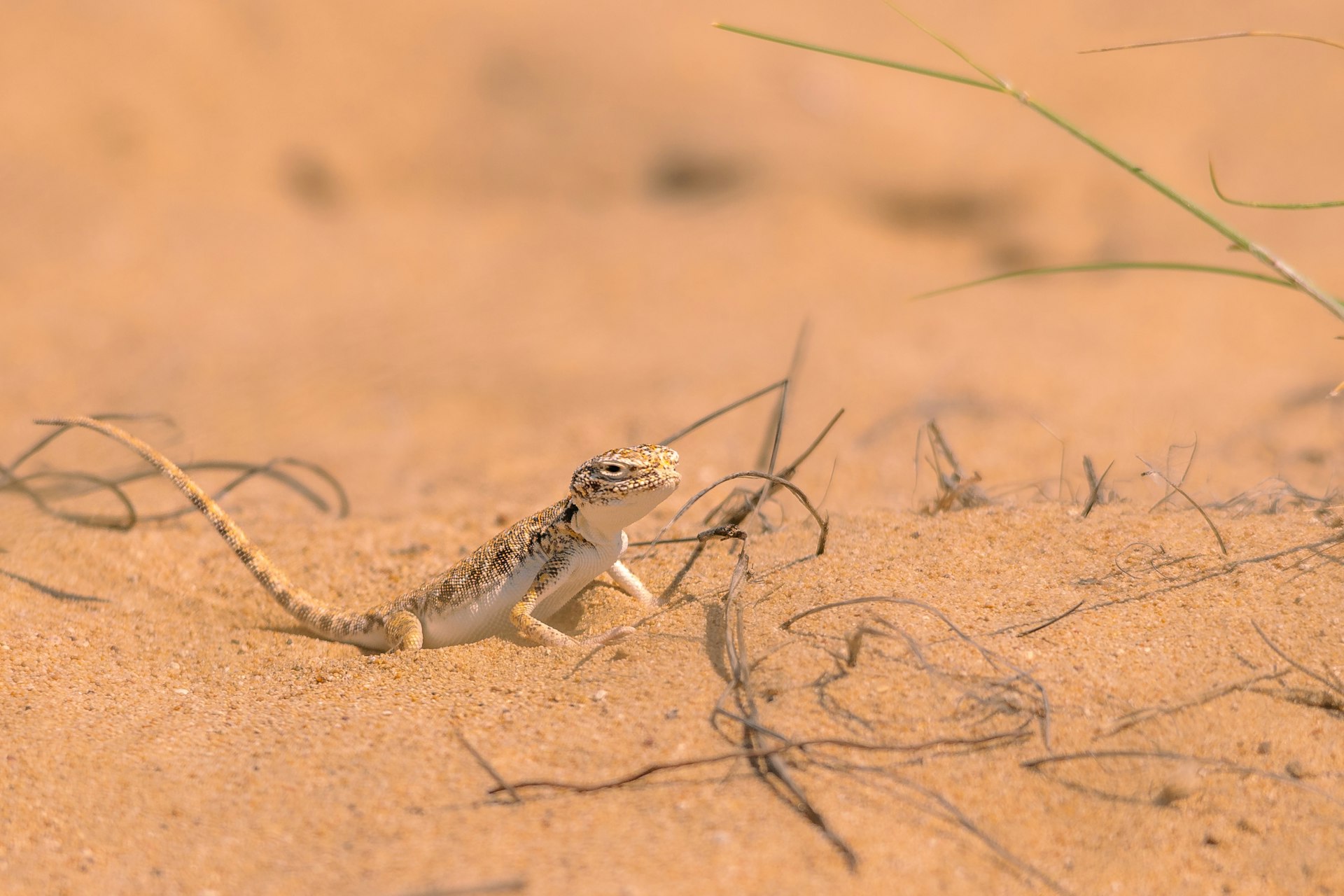 Namibian desert lizard